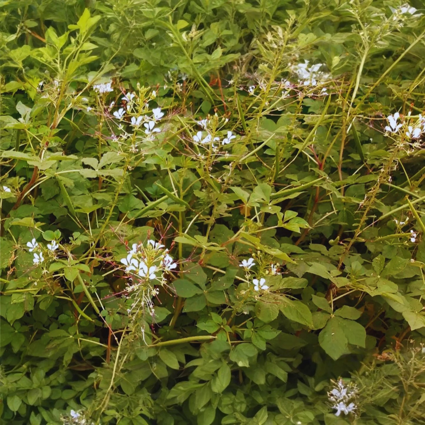 Wild Spider Flower Seeds, Non-GMO, Thai Cleome, Cleome Gynandra, PhakSian Variety