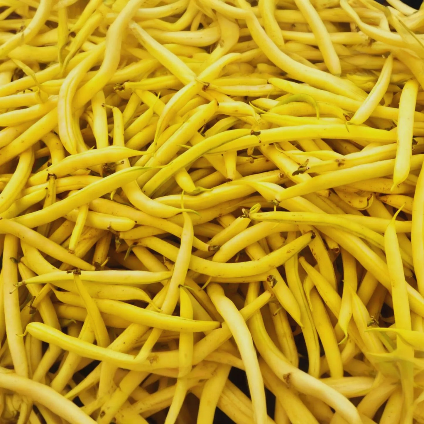 Gold Rush Wax Bush Bean Seeds | Yellow Wax Bean | Phaseolus vulgaris | Heirloom Vegetable Garden Seeds