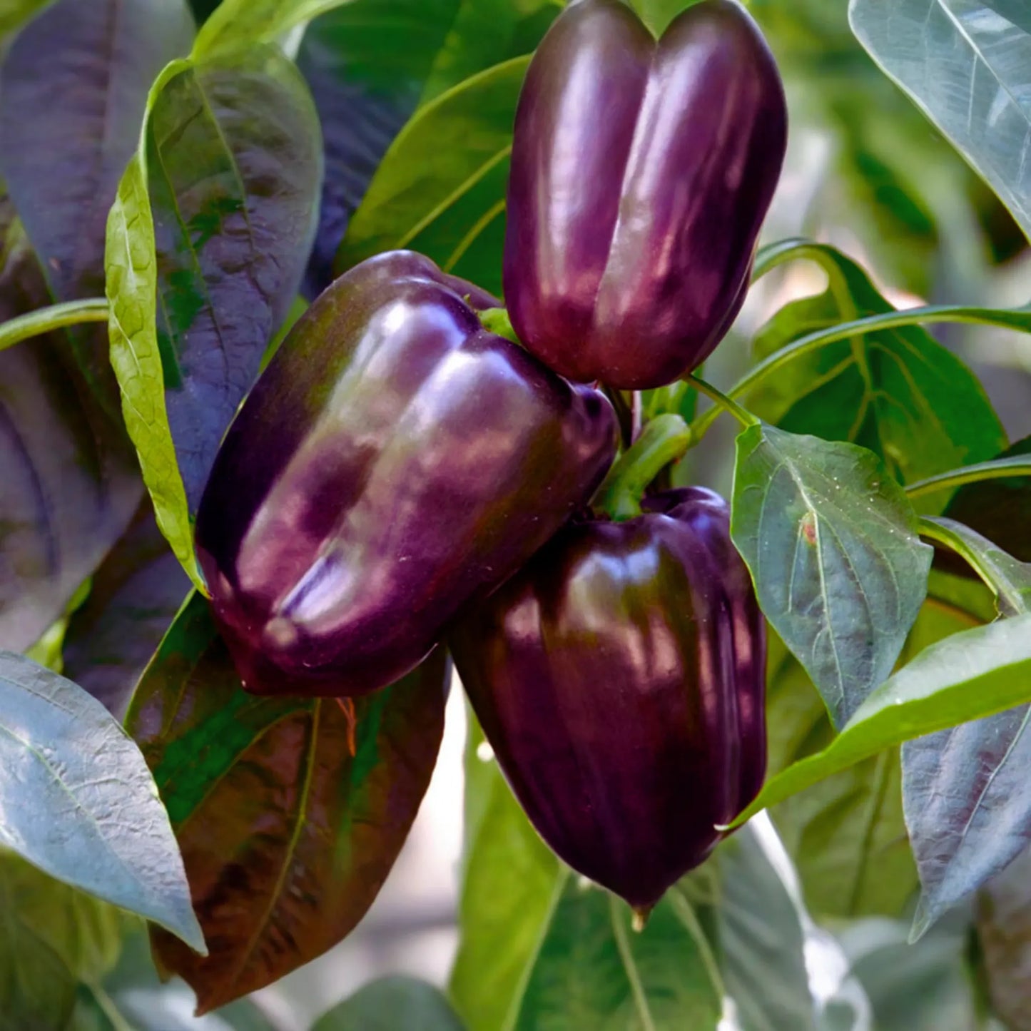 Purple Bell Pepper Seeds | Purple Beauty Variety | Heirloom Non-GMO | Capsicum annuum