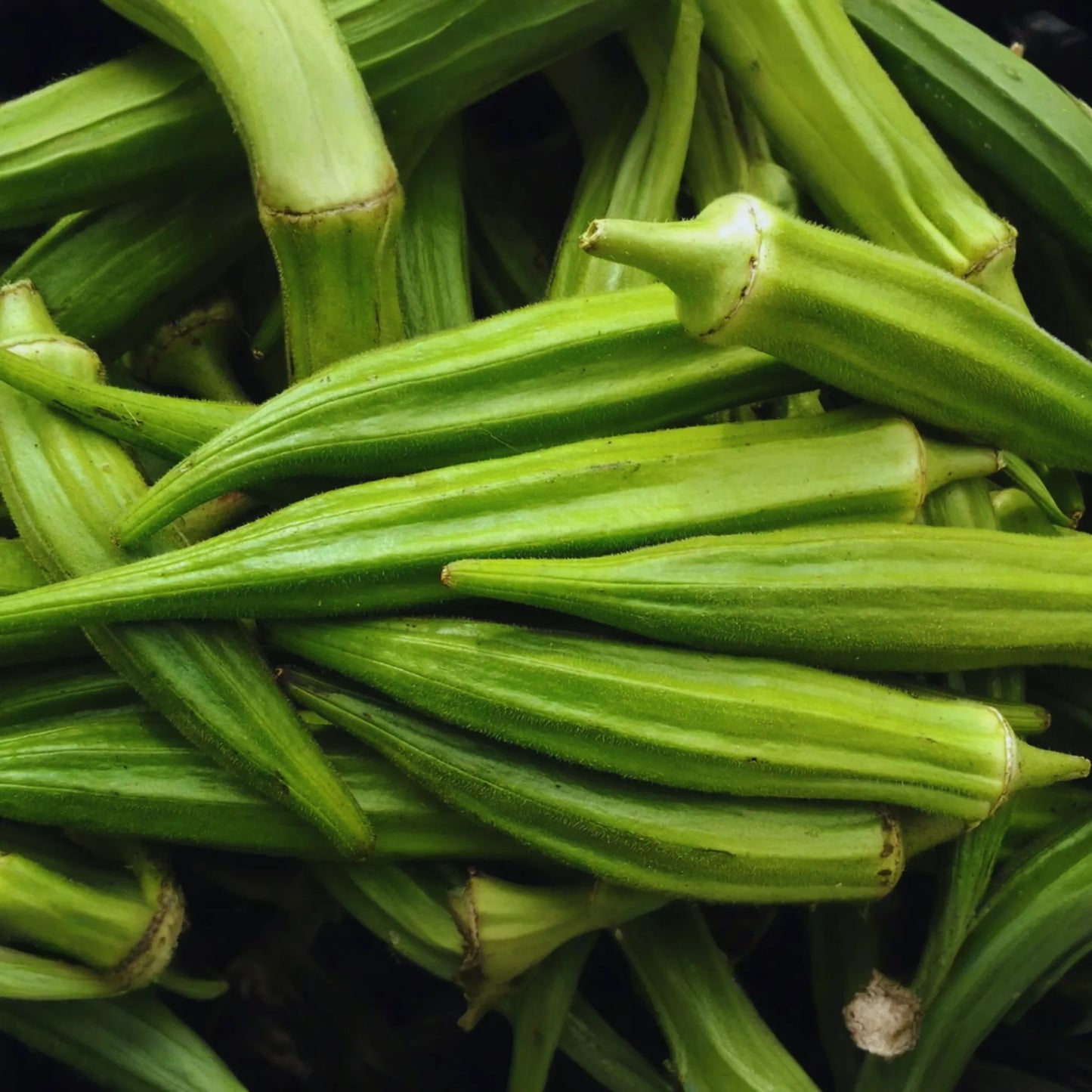 Clemson Spineless Okra Seeds | 1 oz | Gumbo, Lady's Fingers | Abelmoschus esculentus