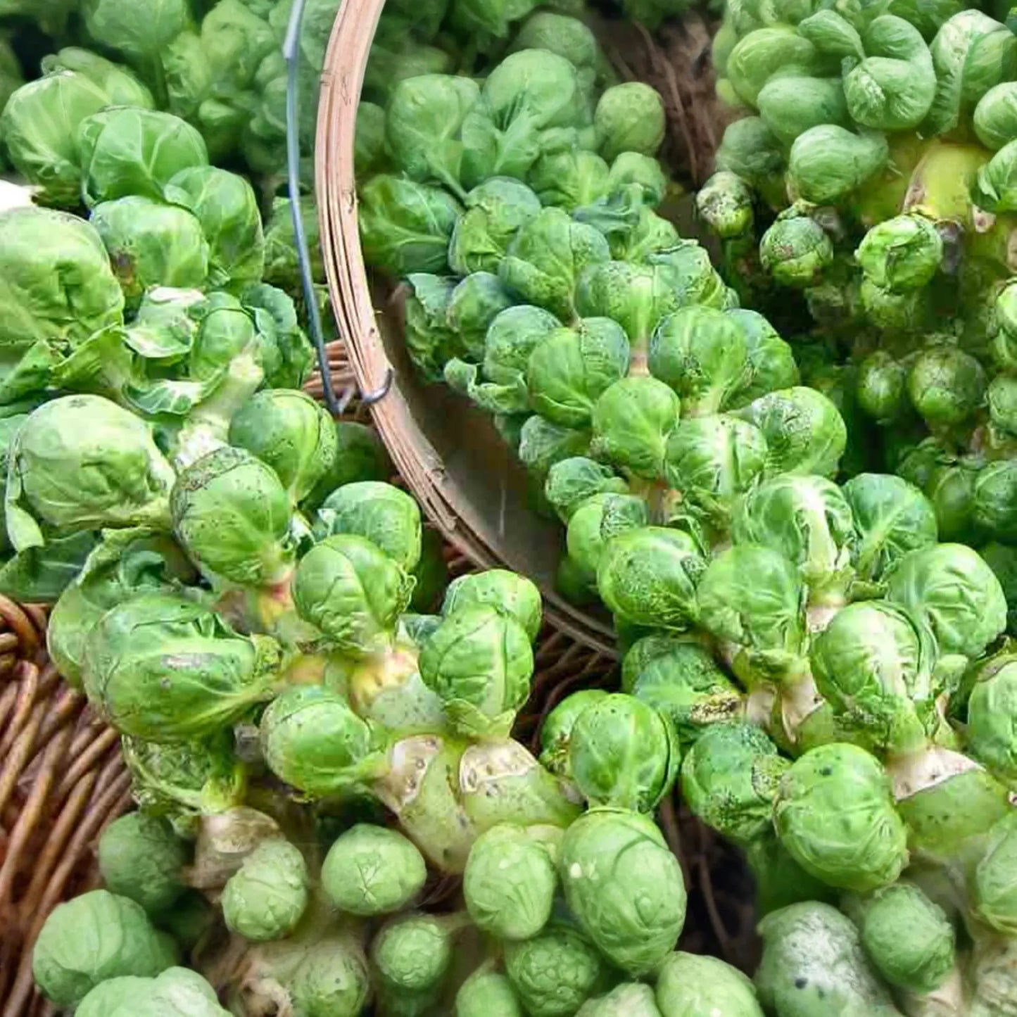 Brussels Sprout Seeds | Catskill Variety | Vegetable Seeds | Brassica oleracea