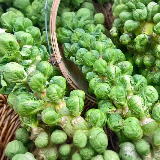 Brussels Sprout Seeds | Catskill Variety | Vegetable Seeds | Brassica oleracea