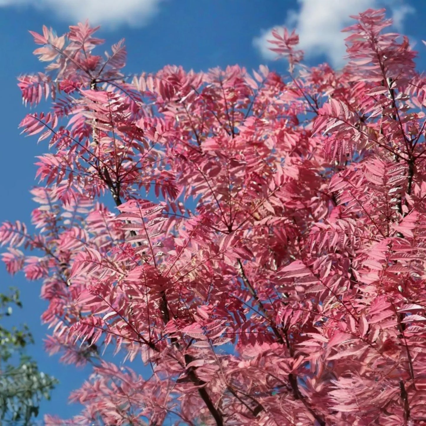 Red Toon Seeds - Chinese Toon, Chinese Mahogany, Chinese Cedar, Beef Onion Plant - Heirloom Variety for Gardening