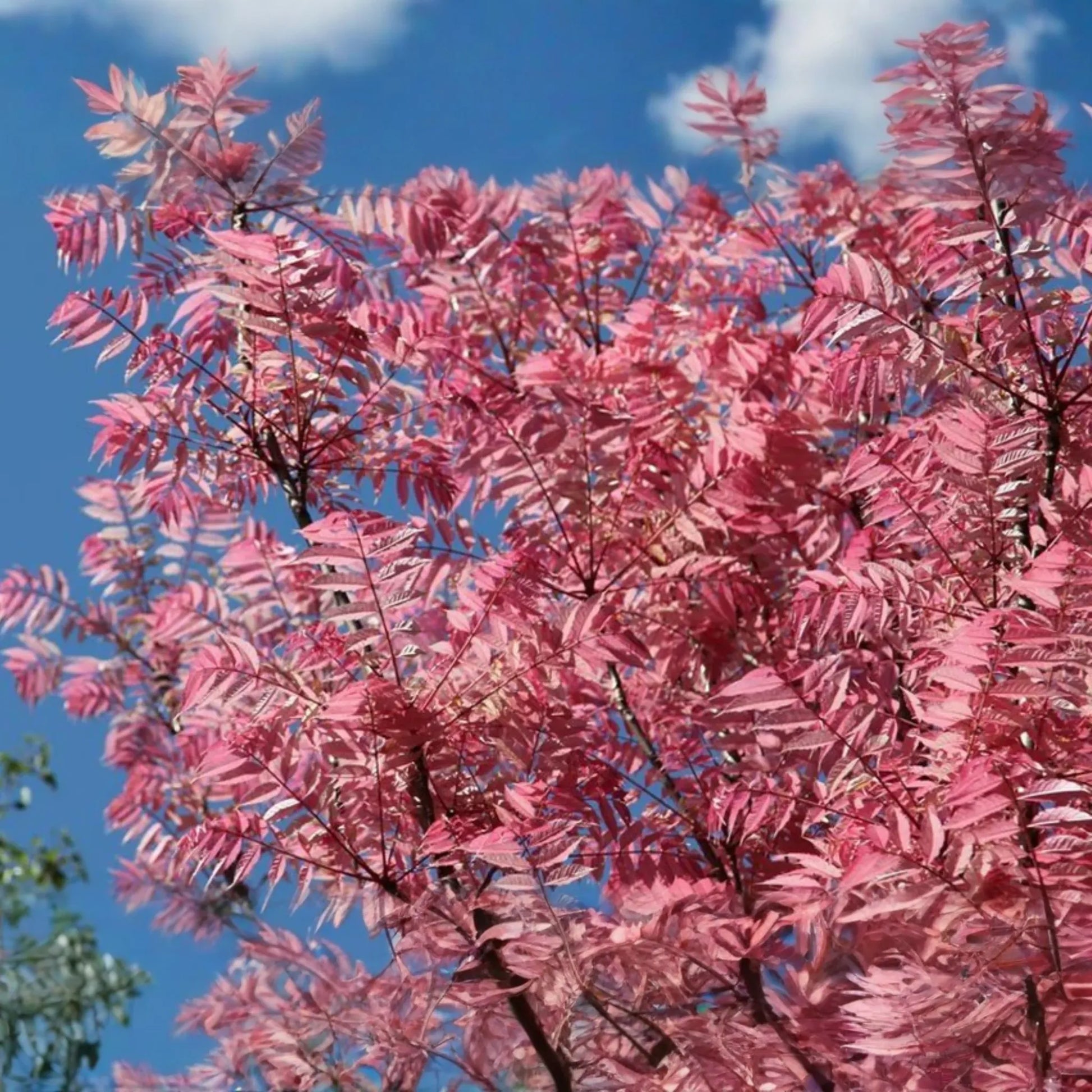 Red Toon Seeds - Chinese Toon, Chinese Mahogany, Chinese Cedar, Beef Onion Plant - Heirloom Variety for Gardening