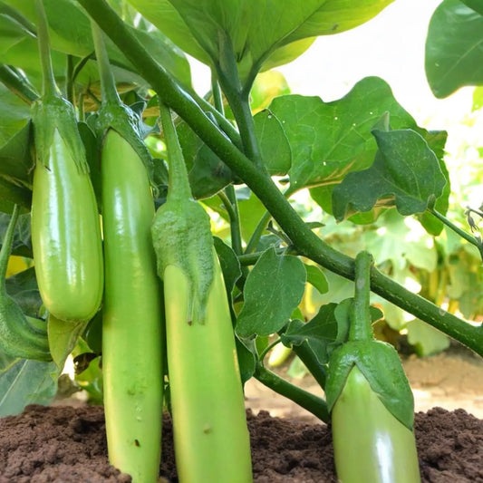Thai Long Green Eggplant Seeds, Green Long Aubergine, Chinese Eggplant, Heirloom Vegetable Seeds, Solanum melongena
