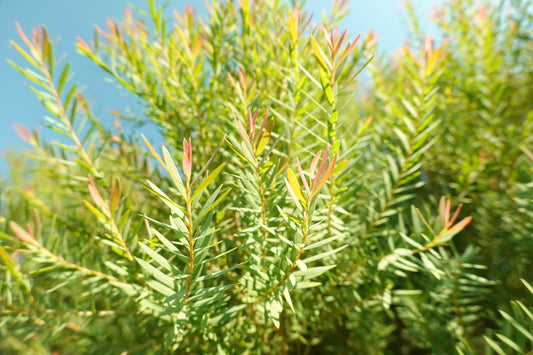 Tea Tree Water Hydrosol
