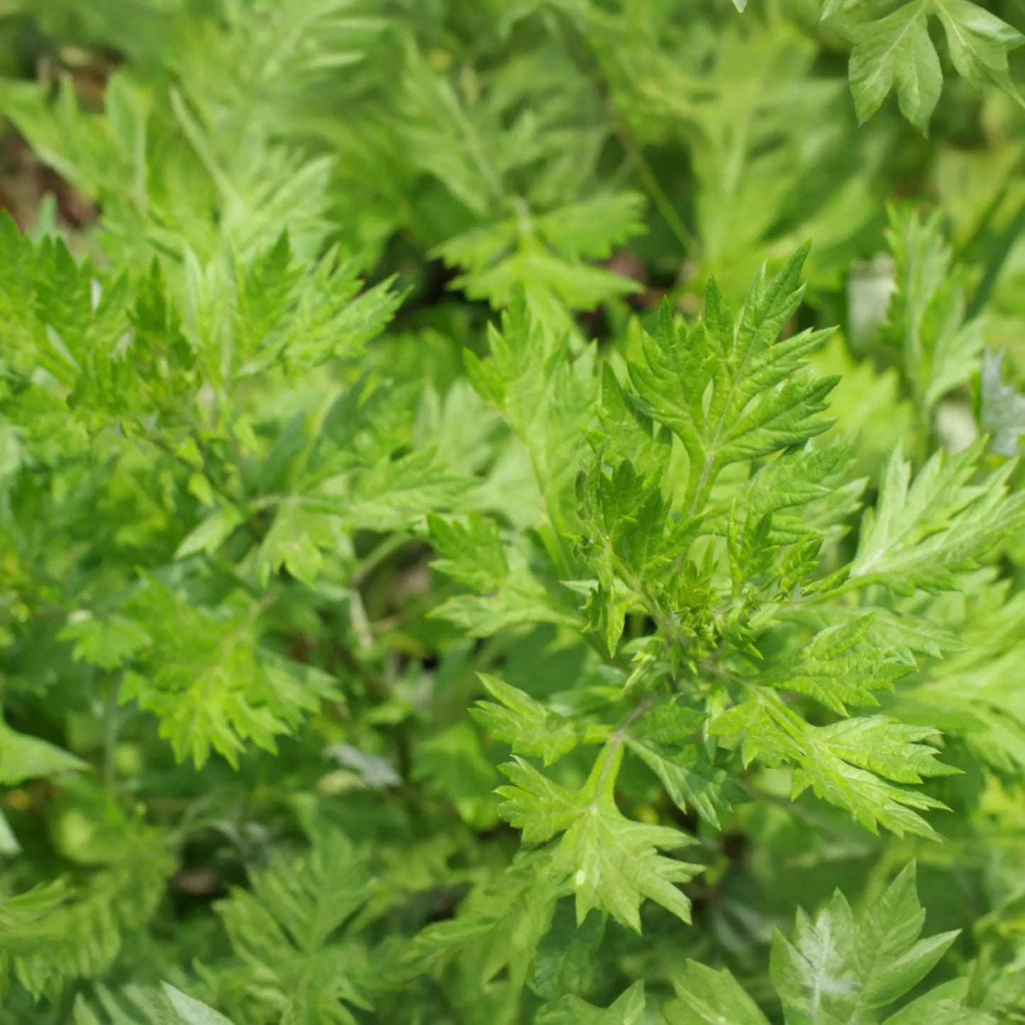 Mugwort Seeds | Perennial Herb | Medicinal Culinary Variety | Artemisia vulgaris