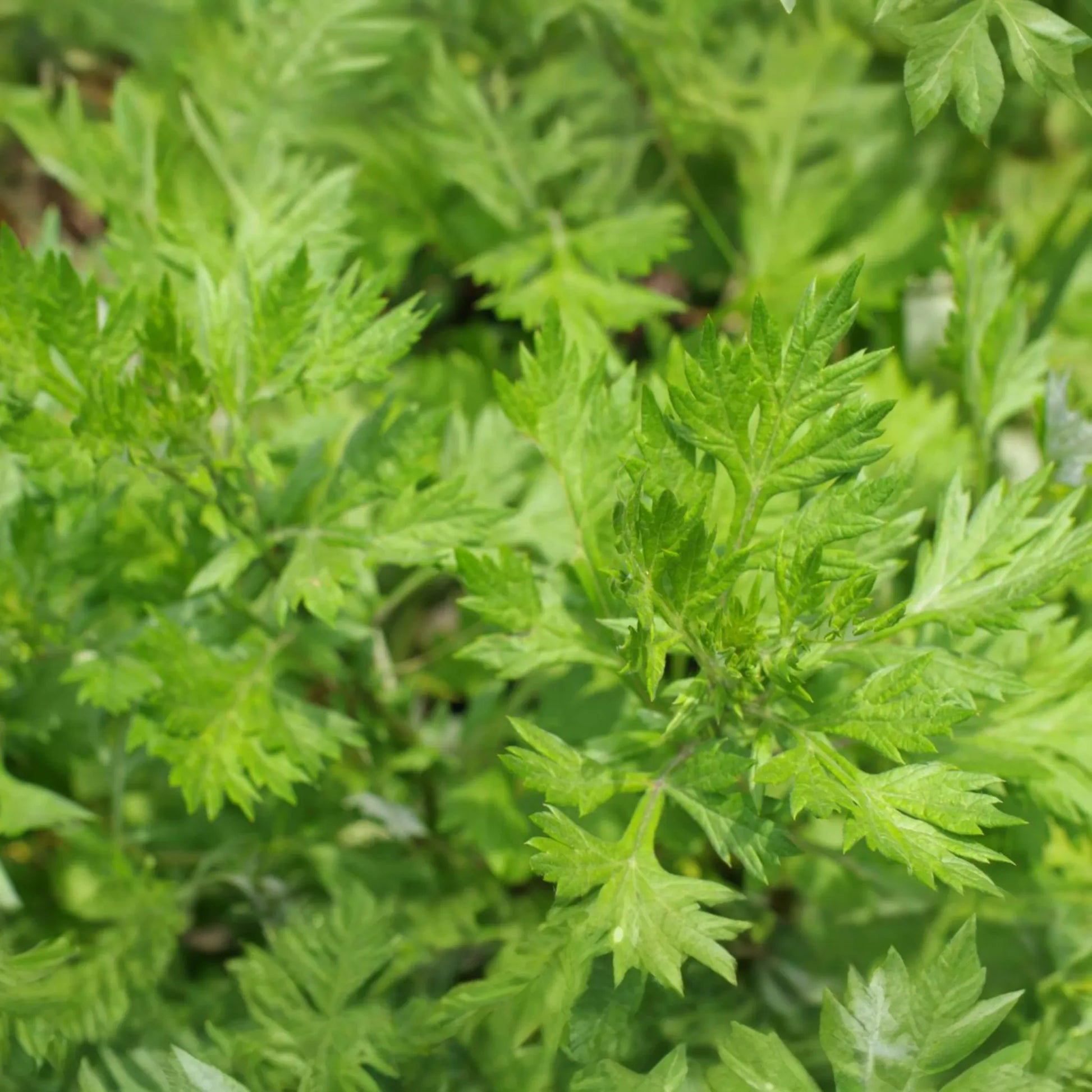 Mugwort Seeds | Perennial Herb | Medicinal Culinary Variety | Artemisia vulgaris