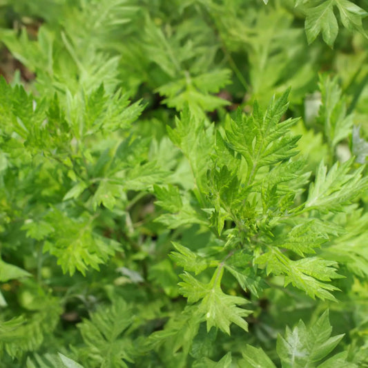 Mugwort Seeds | Perennial Herb | Medicinal Culinary Variety | Artemisia vulgaris