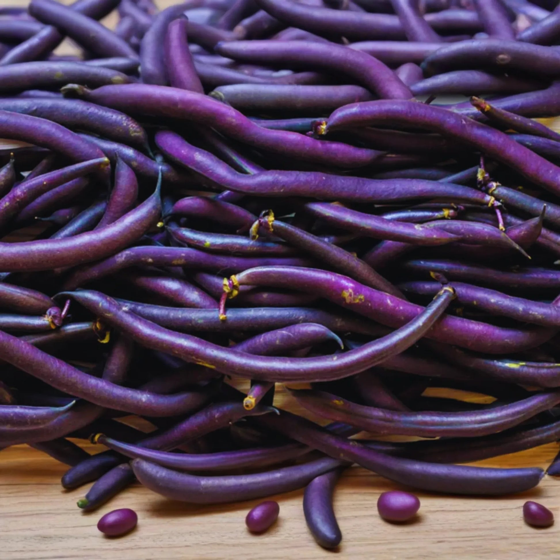 Royal Burgundy Green Bush Bean Seeds - Purple Pod Snap Bean | Phaseolus vulgaris | Vegetable Seeds for Garden Planting