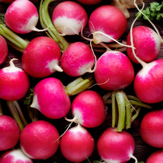 Champion Radish Seeds | Red Round Vegetable Seeds | Raphanus sativus