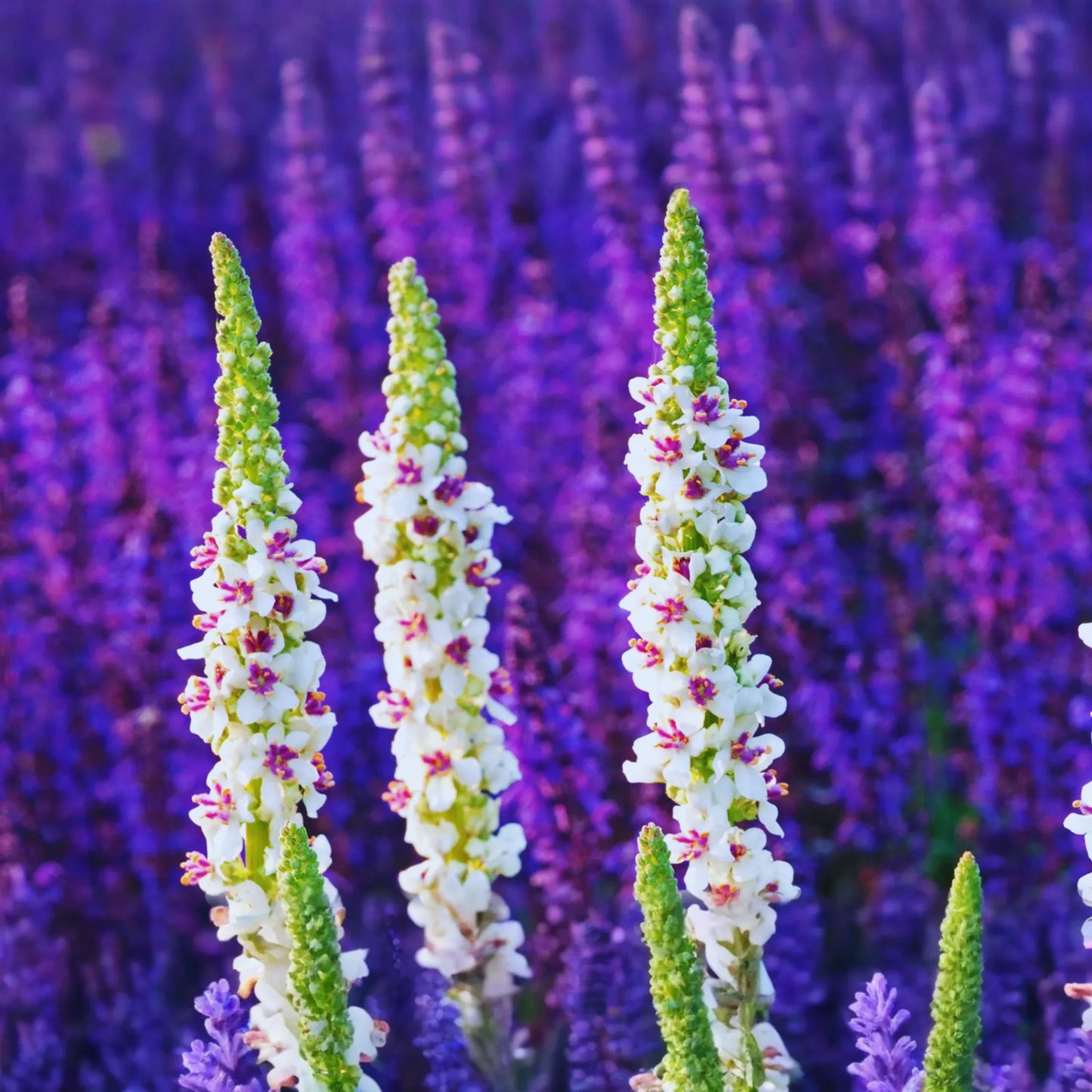 Verbascum Seeds - Purple Mullein Hybrids Mix | Flower Seeds | Verbascum phoeniceum | 50+ Seeds