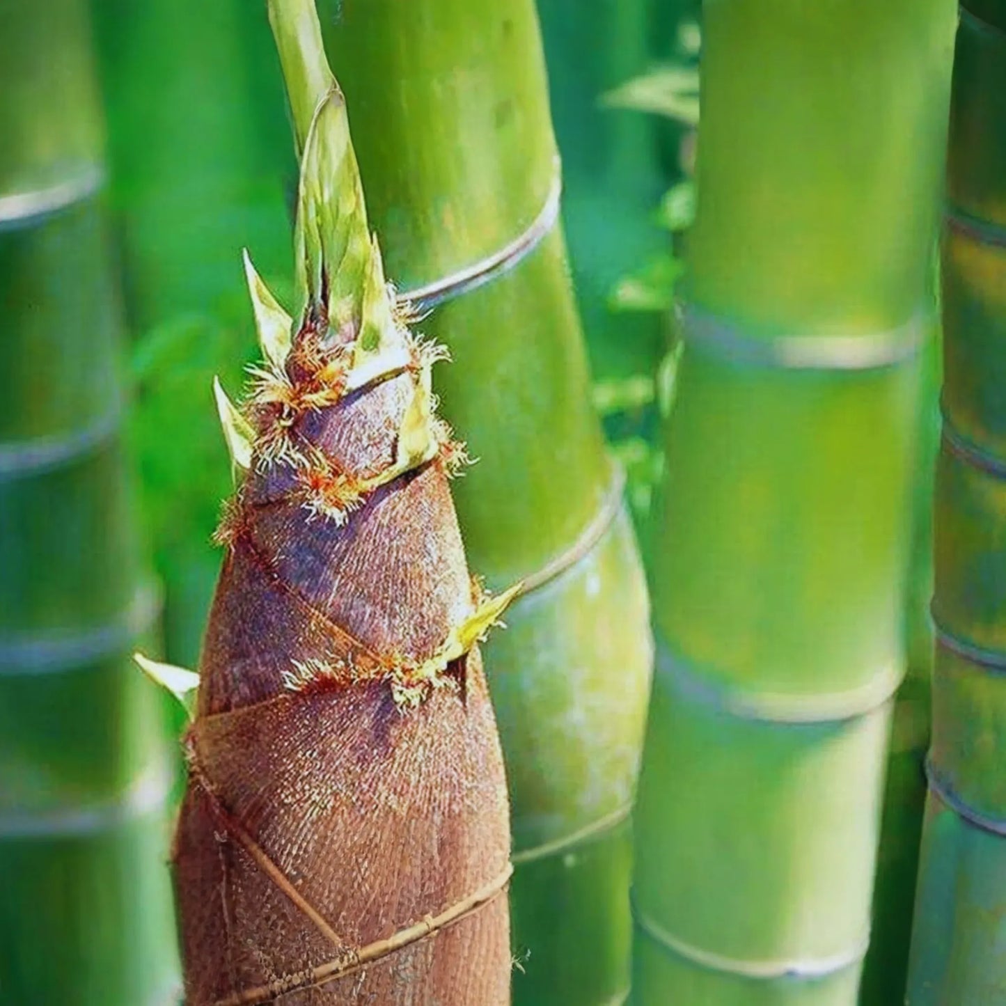 Giant Moso Bamboo Seeds | Evergreen Edible Shoots | Non-GMO Phyllostachys edulis