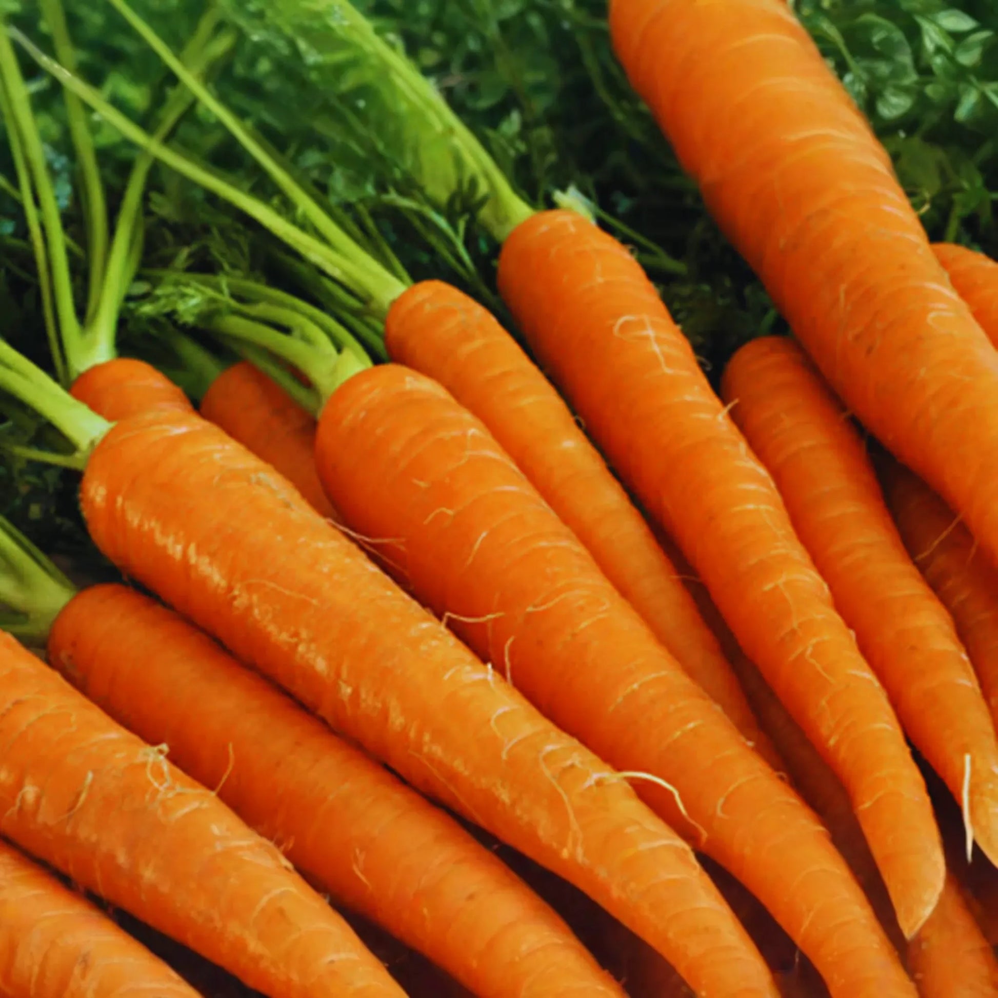 Little Fingers Carrot Seeds - Daucus Carota - Heirloom Vegetable Seeds for Home Garden Planting