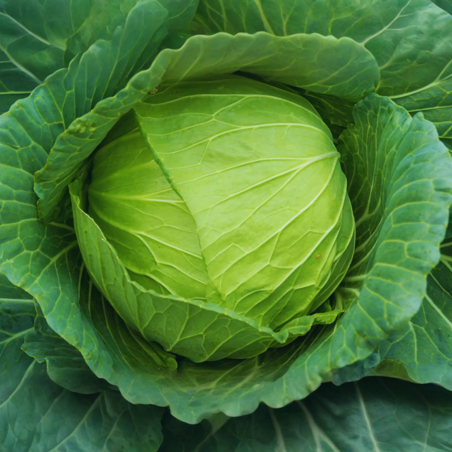 Cabbage Seeds - Golden Acre - Non-GMO, Organic - Brassica oleracea