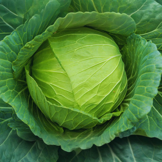 Cabbage Seeds - Golden Acre - Non-GMO, Organic - Brassica oleracea