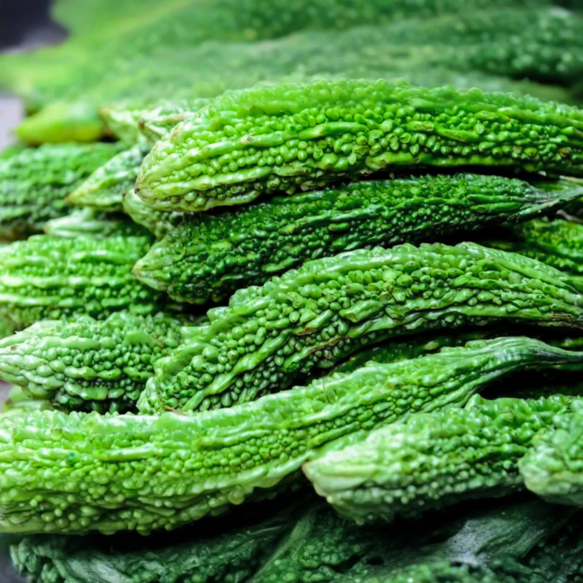 Bitter Gourd Seeds | Green Skin Long Variety | Bitter Melon Seeds | Momordica charantia