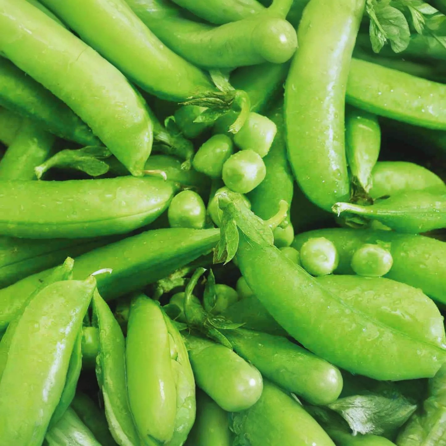 Sugar Snap Pea Seeds | NON-GMO | Original Snap Pea Variety | Pisum sativum