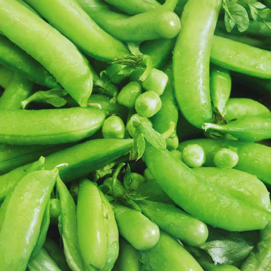 Sugar Snap Pea Seeds | NON-GMO | Original Snap Pea Variety | Pisum sativum