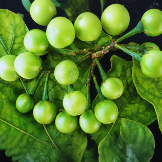 Pea Eggplant Seeds, Brush Eggplant, Turkey Berry, Thai Variety, Solanum torvum