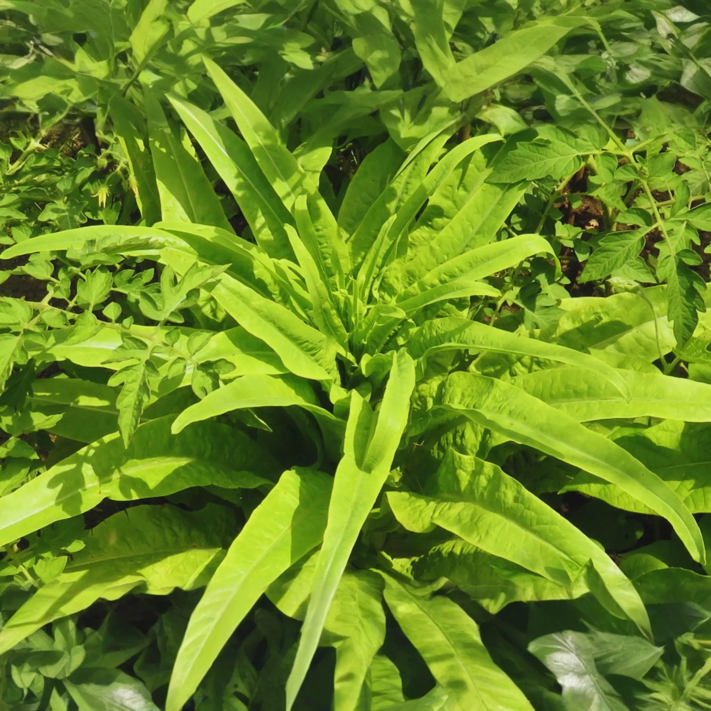 You Mai Cai Seeds | Non-GMO | Indian Long Sword Lettuce | Youmai | Youmaicai | Heirloom Vegetable Seeds