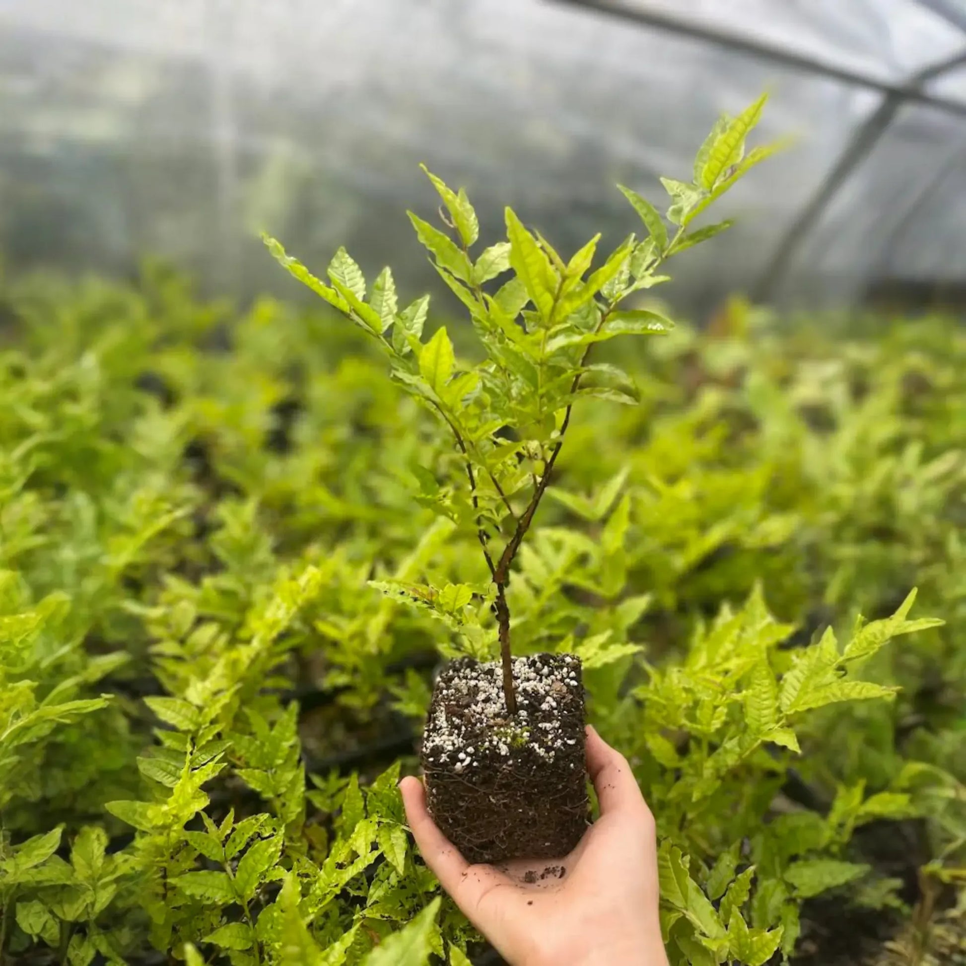 Brazilian Guava (Psidium angulatum)