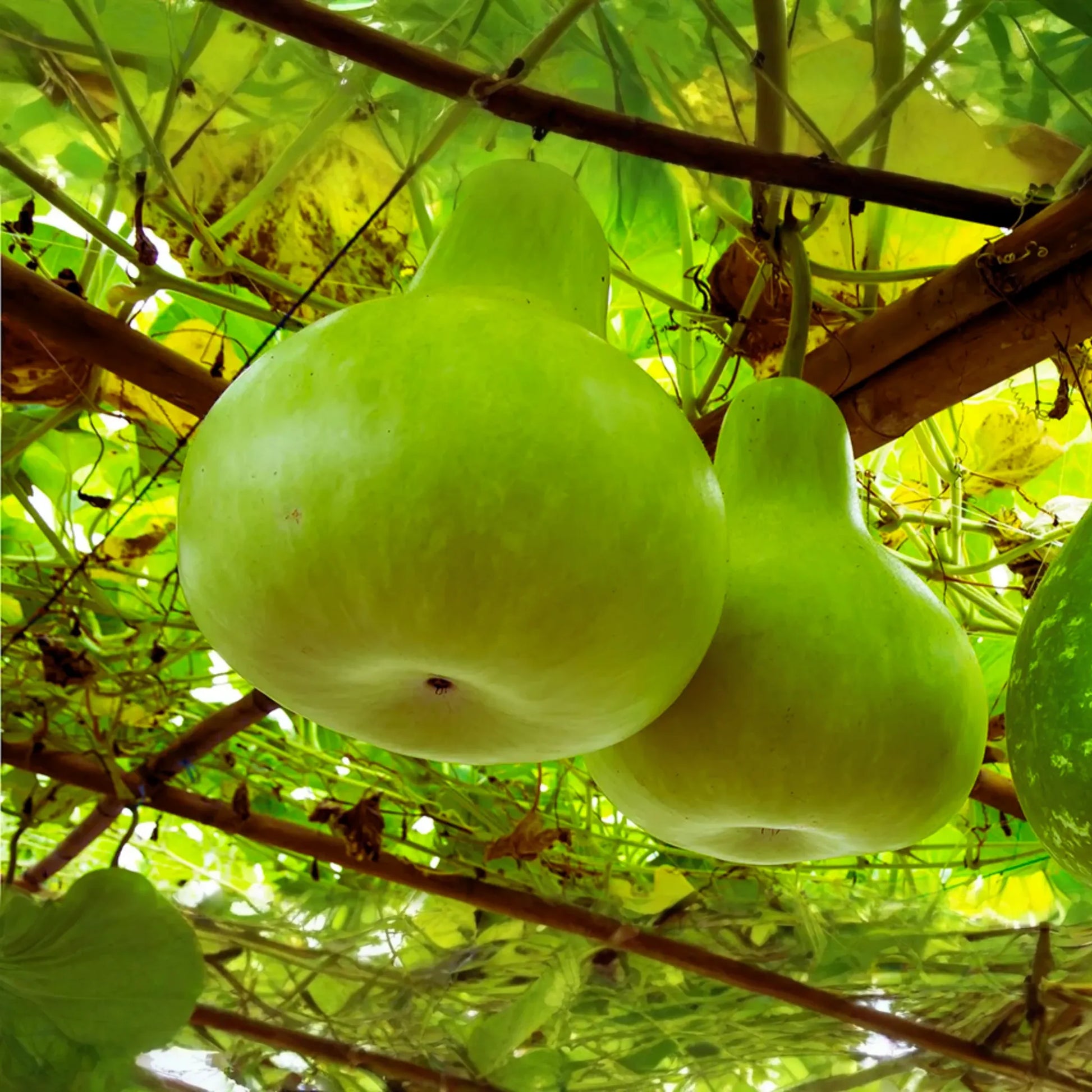 Bottle Gourd Seeds | Long Calabash Gourd | NON-GMO | Lagenaria siceraria
