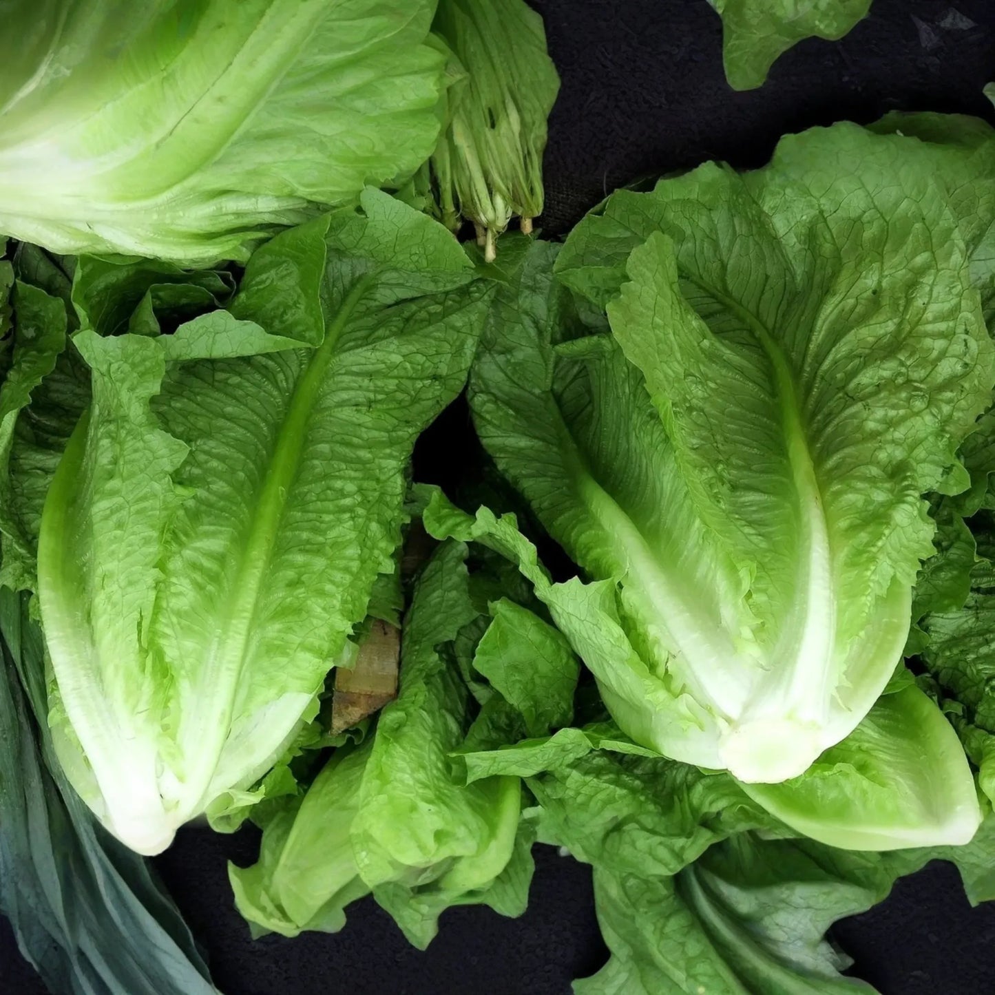 Romaine Lettuce Seeds | Parris Island & Manchester Varieties | NON-GMO | Lactuca sativa