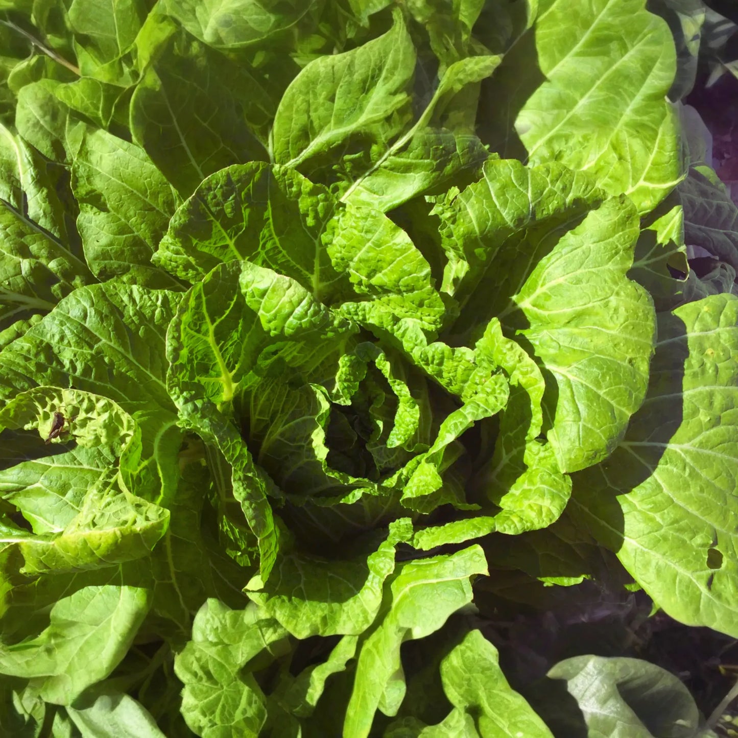 Napa Cabbage Seeds | Non-GMO Organic Kimchi Cabbage | Dàbáicài | Chinese Cabbage Variety