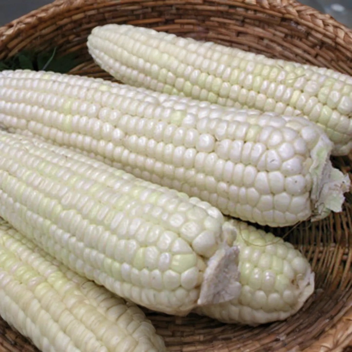 Organic White Sticky Waxy Sweet Corn Seeds | NON-GMO Heirloom | Heirloom Variety, Garden Seed