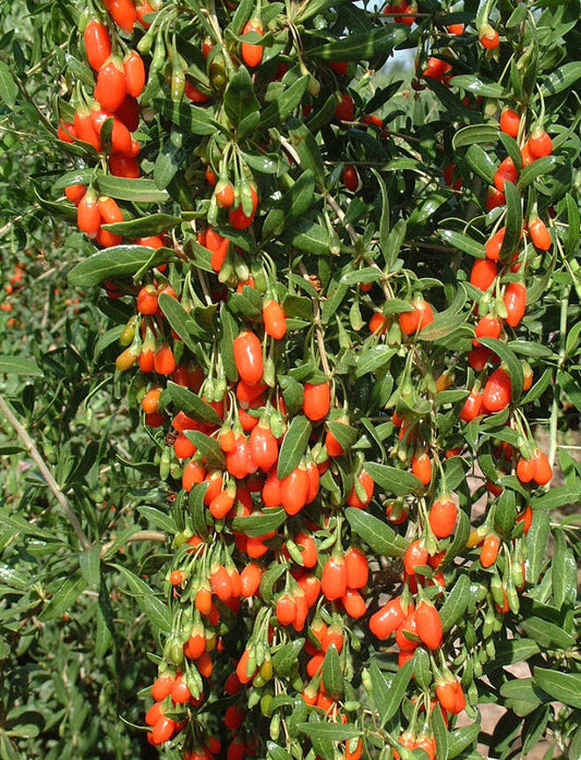 Live Goji Berry Plant – Lycium barbarum in 6” Pot, Mature Starter, Superfruit Bush, Fast Growing, Cold Hardy, Edible Berries