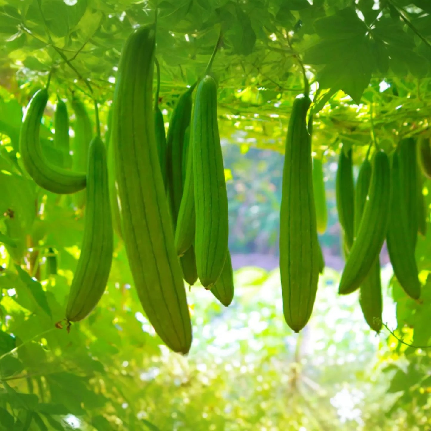 Loofah Sponge Gourd Seeds | Non-GMO Luffa Gourd Seeds for Gardening | Organic Vegetable Seeds