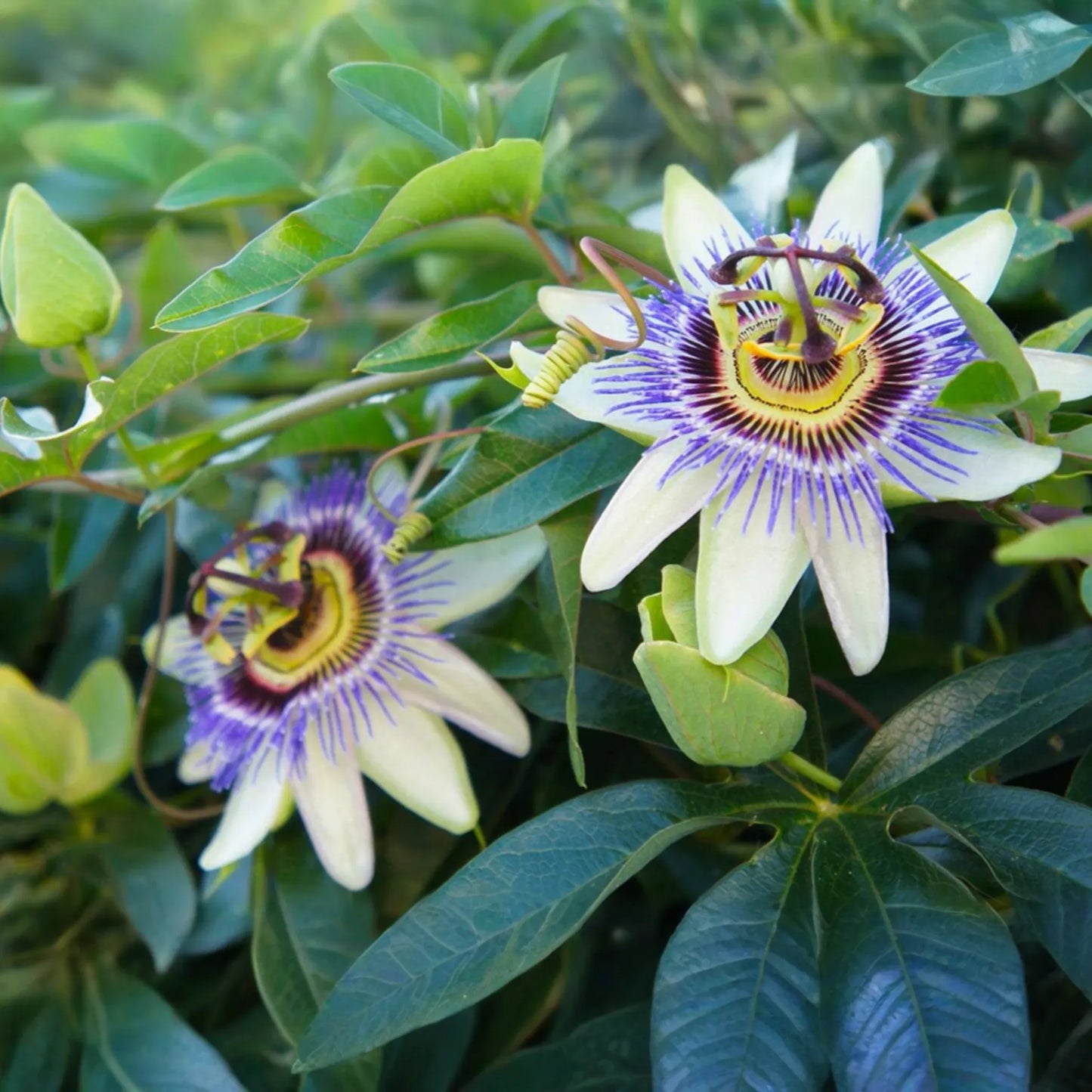 Purple Passion Fruit Seeds | NON-GMO | Passiflora Edulis | Vine Passion Flower Seeds