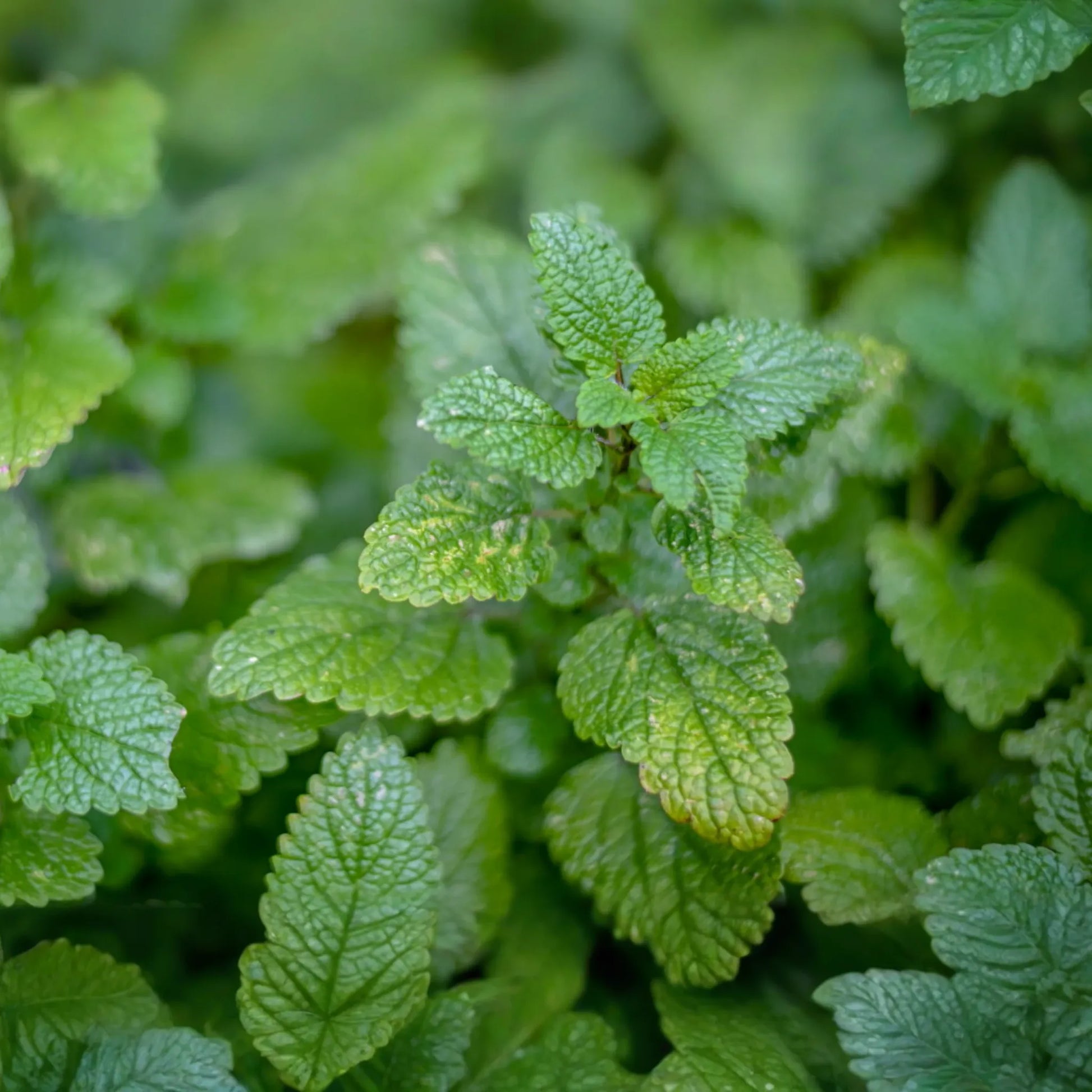 Lemon Balm Seeds - Melissa officinalis - Non-GMO Honey Plant Herb - 500mg Pack