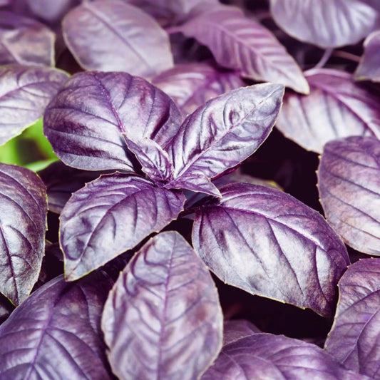 Basil Seeds | Dark Purple Opal | NON-GMO | Ocimum basilicum 'Dark Opal'