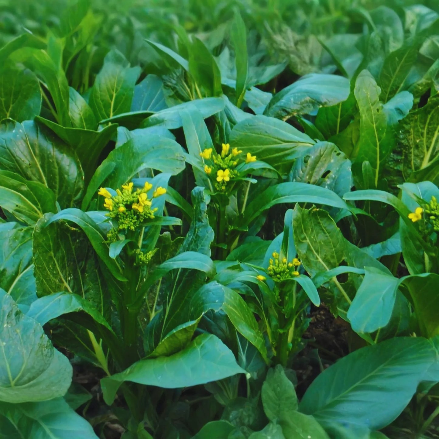Yu Choy Sum Seeds | Non-GMO Choi Sum, Chinese Flowering Cabbage | Organic Vegetable Seeds for Gardening