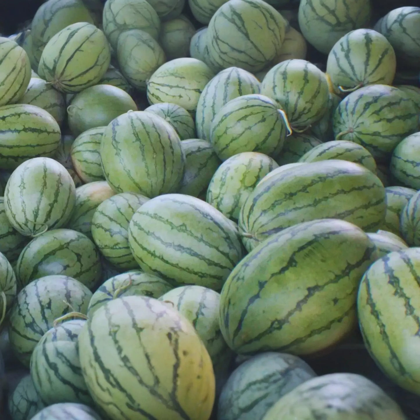 Florida Giant Watermelon Seeds | NON-GMO | Heirloom Variety | Citrullus lanatus