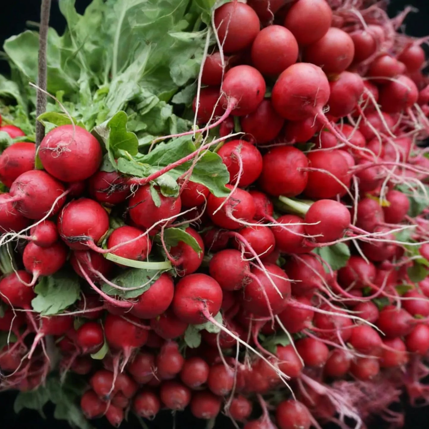 German Giant Radish Seeds - Large Red Globe Variety - Raphanus sativus - Heirloom Vegetable Seeds