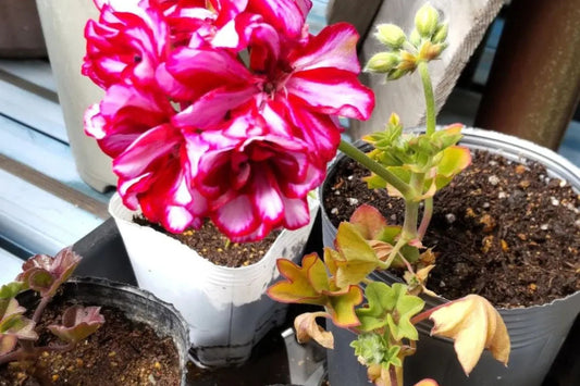Precision Burgundy Ice Ivy Leaf Geranium Seeds, 25+ Flower Seeds, Trailing Blooms, Full Sun, Container & Hanging Baskets