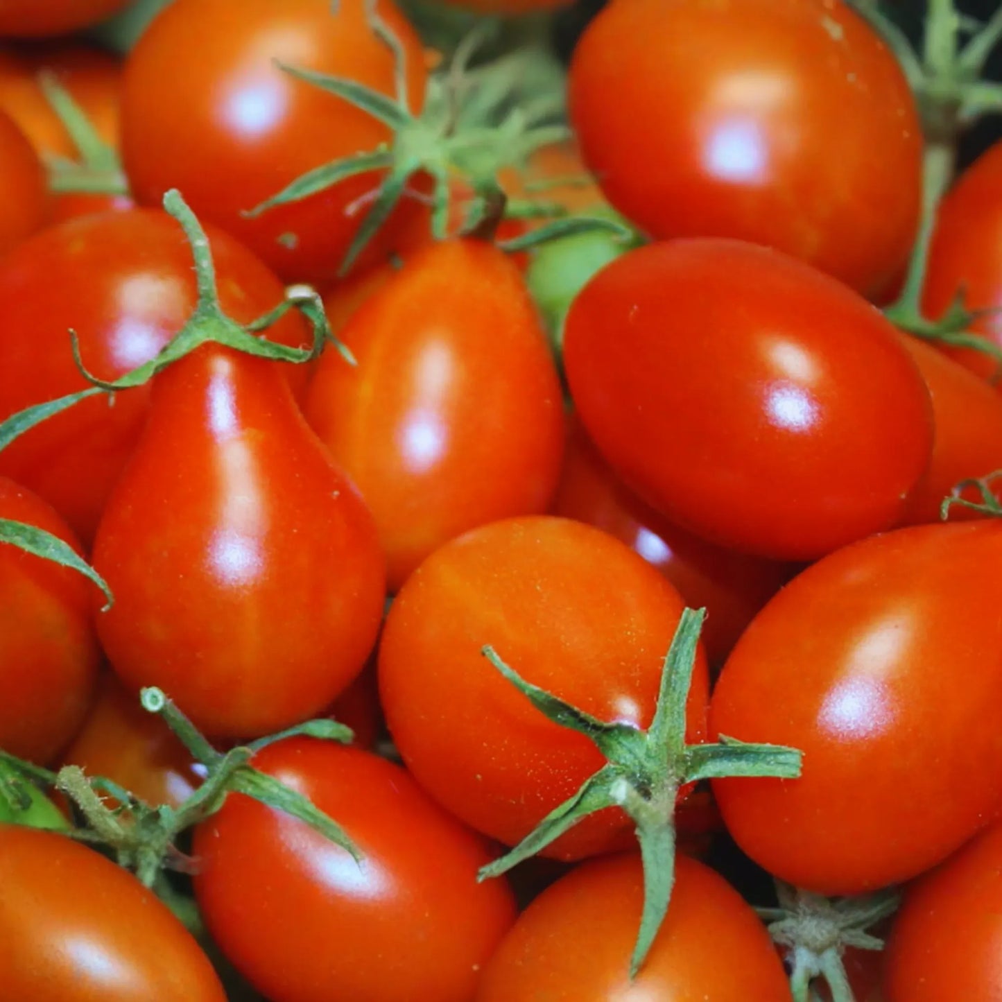 Red Pear Tomato Seeds | Heirloom Vegetable Seeds | Organic, Non-GMO, Solanum lycopersicum