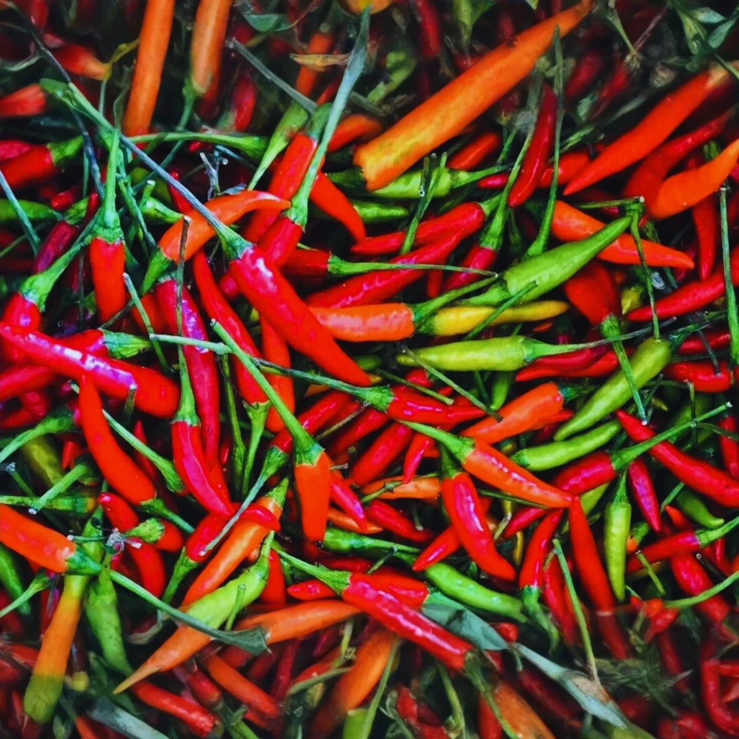 Thai Red Chili Seeds | Hot Chili Pepper Burapa | Ớt Hiểm Cay | Non-GMO, Heirloom Variety