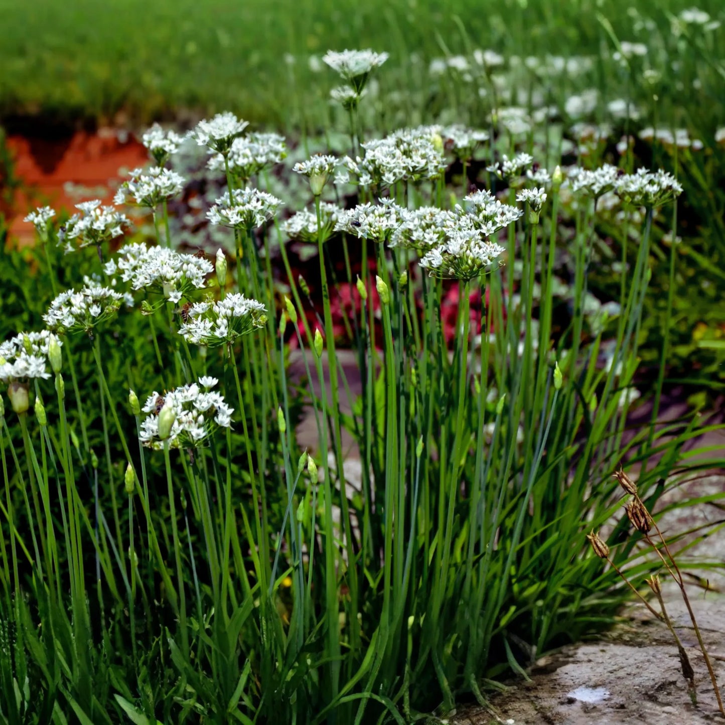Garlic Chive Seeds | Allium Tuberosum | Chinese Chive | Chinese Leek Seeds for Herb Gardens