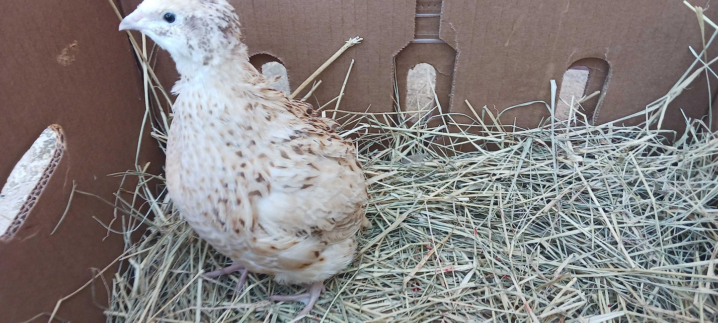 Jumbo Italian Quail Hatching Eggs