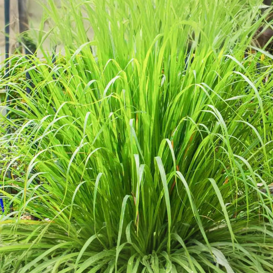 Lemongrass Seeds | West Indian Variety | Organic Lemon Grass Seeds | Cymbopogon citratus