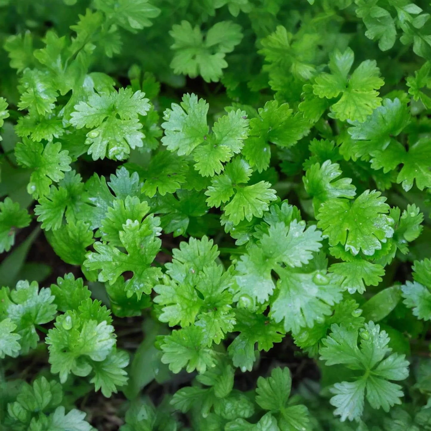 Italian Giant Parsley Seeds | Flat Leaf Variety | Heirloom Vegetable Seeds | Petroselinum crispum