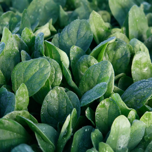 Lakeside Spinach Seeds | Non-GMO | Heirloom Variety | Spinacia oleracea