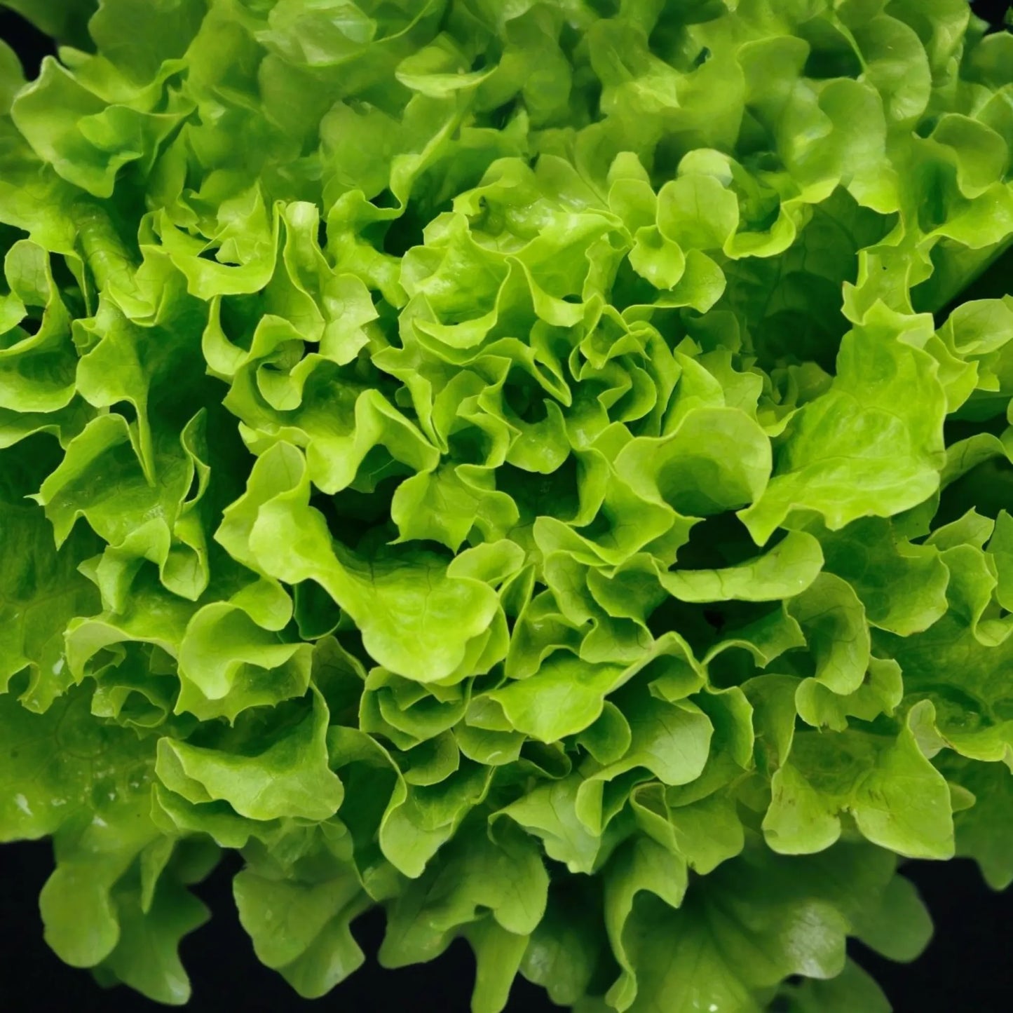 Grand Rapids Leaf Lettuce Seeds | Non-GMO | Heirloom Variety | Lactuca sativa
