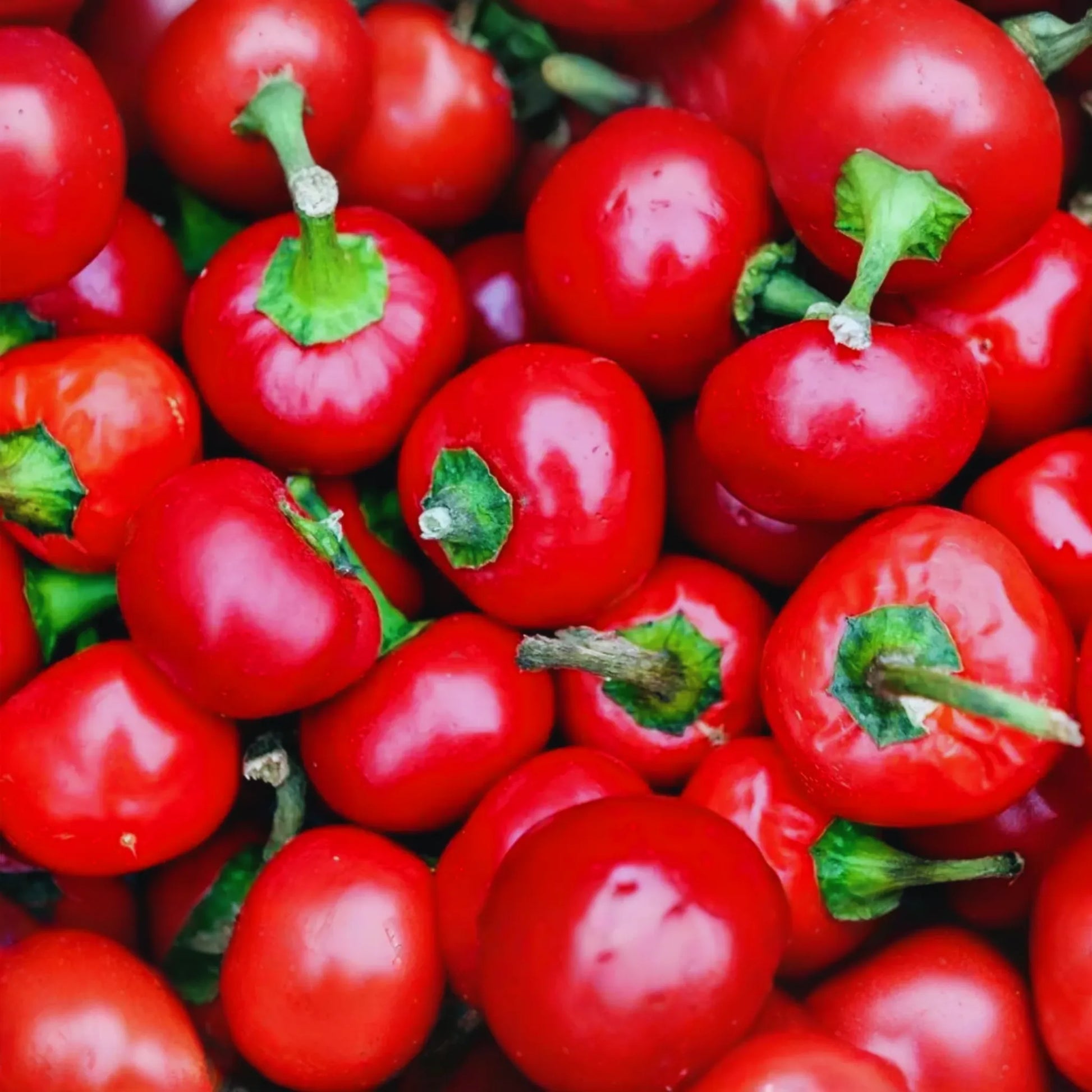 Red Hot Cherry Pepper Seeds | Non-GMO | Primenta Variety | Red Cherry Hot Pepper