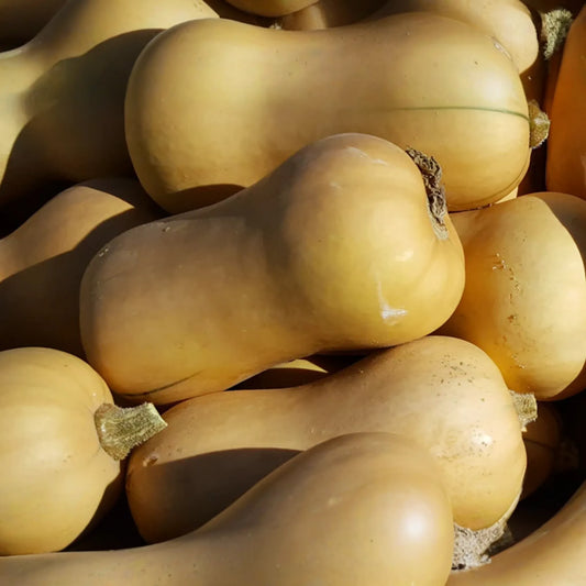 Waltham Butternut Winter Squash Seeds | Heirloom Vegetable Seeds | Organic, Non-GMO | Cucurbita moschata