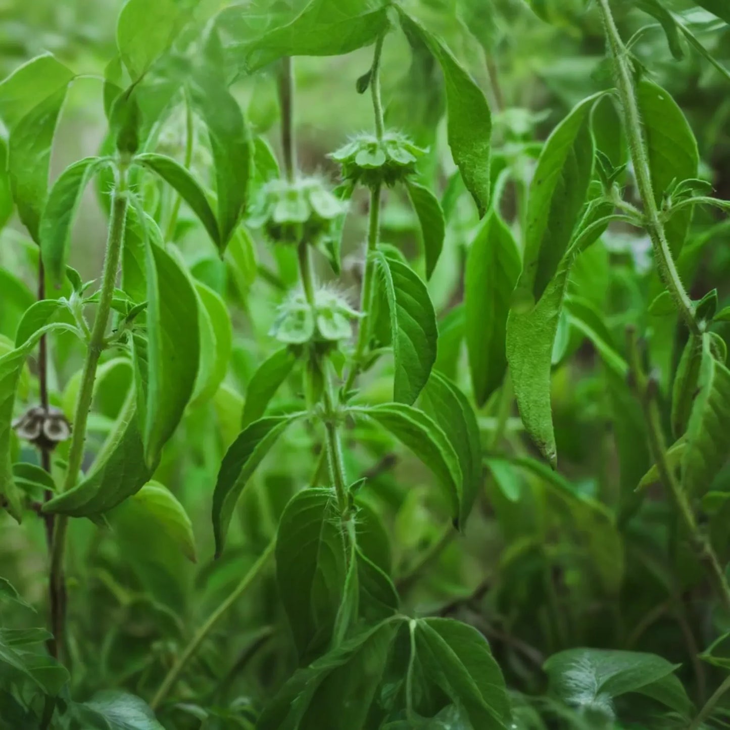 Lemon Basil Seeds | Thai, Persian, Lao, White Varieties | Ocimum basilicum | Vegetable Seeds
